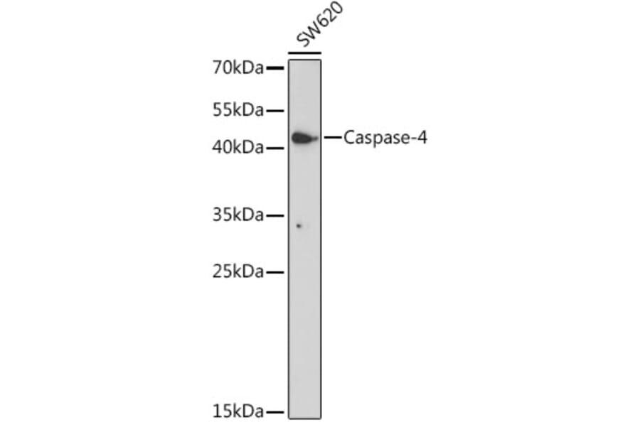 Western Blot - Anti-Caspase-4 Antibody (A308619) - Antibodies.com