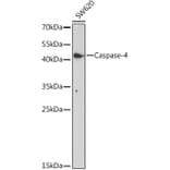Western Blot - Anti-Caspase-4 Antibody (A308619) - Antibodies.com