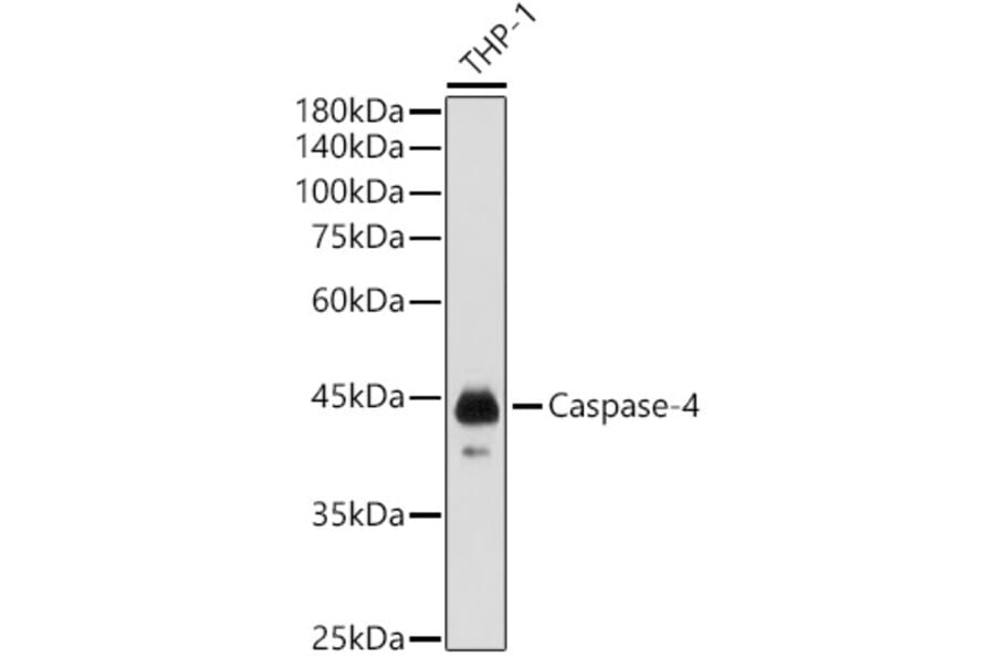 Western Blot - Anti-Caspase-4 Antibody (A308619) - Antibodies.com