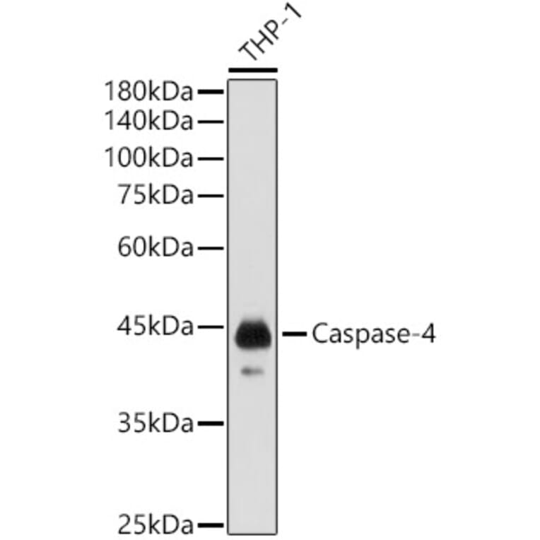 Western Blot - Anti-Caspase-4 Antibody (A308619) - Antibodies.com