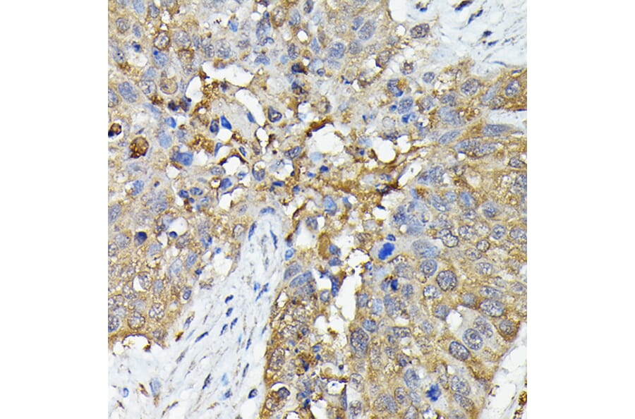 Immunohistochemistry - Anti-Caspase-4 Antibody (A308619) - Antibodies.com