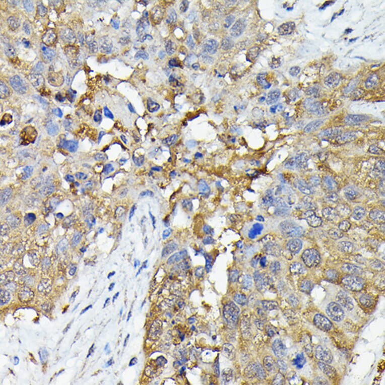 Immunohistochemistry - Anti-Caspase-4 Antibody (A308619) - Antibodies.com