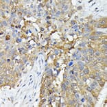 Immunohistochemistry - Anti-Caspase-4 Antibody (A308619) - Antibodies.com