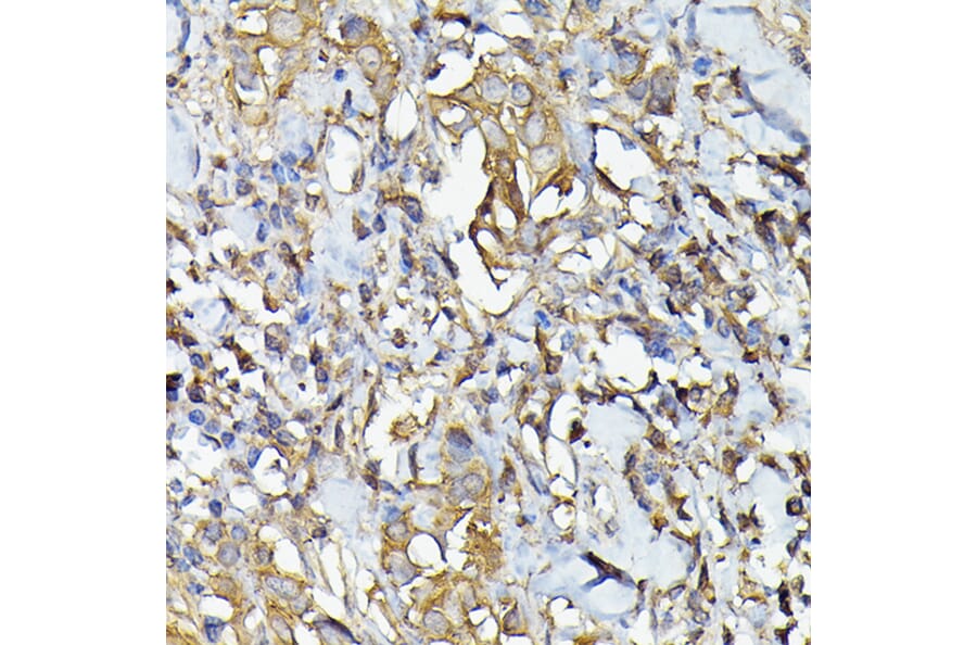 Immunohistochemistry - Anti-Caspase-4 Antibody (A308619) - Antibodies.com