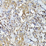 Immunohistochemistry - Anti-Caspase-4 Antibody (A308619) - Antibodies.com