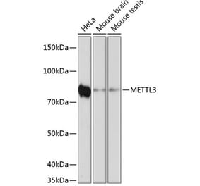 Western Blot - Anti-METTL3 Antibody [ARC0487] (A308621) - Antibodies.com