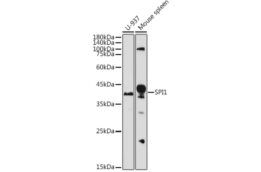 Western Blot - Anti-PU.1/Spi1 Antibody (A308624) - Antibodies.com