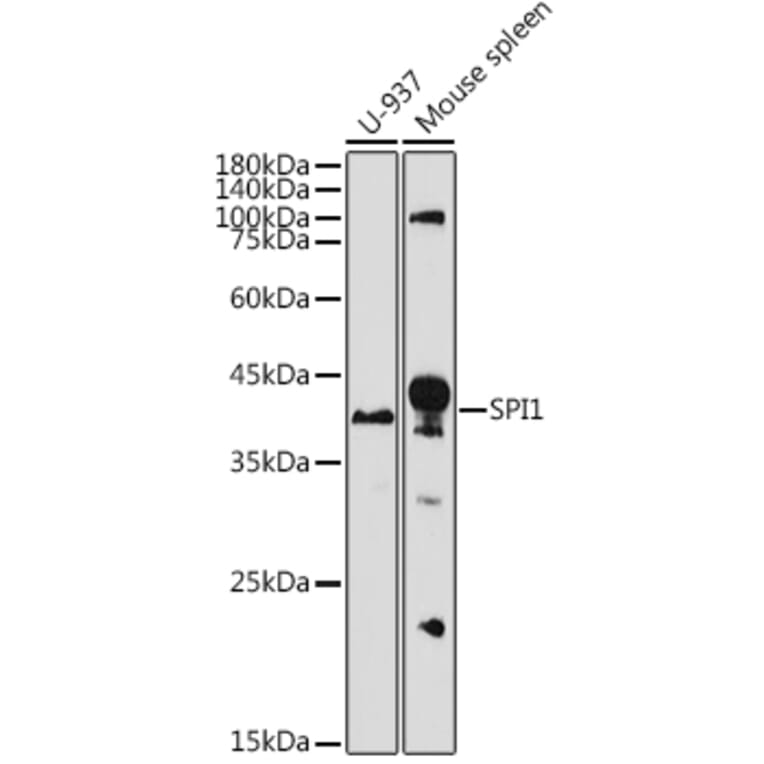 Western Blot - Anti-PU.1/Spi1 Antibody (A308624) - Antibodies.com