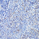 Immunohistochemistry - Anti-PU.1/Spi1 Antibody (A308624) - Antibodies.com