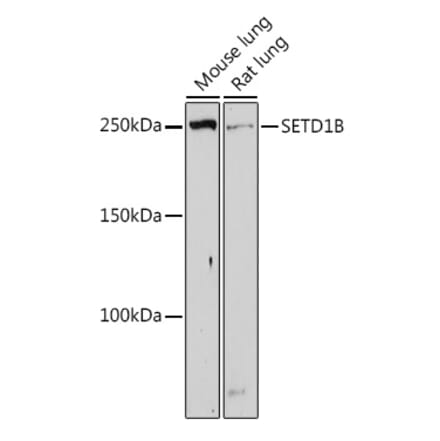 Western Blot - Anti-SETD1B Antibody (A308625) - Antibodies.com