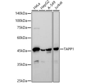 Western Blot - Anti-TAPP-1 Antibody [ARC2927] (A308627) - Antibodies.com