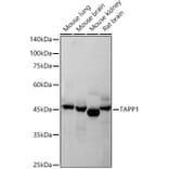 Western Blot - Anti-TAPP-1 Antibody [ARC2927] (A308627) - Antibodies.com