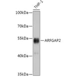Western Blot - Anti-ARF GAP 2 Antibody (A308628) - Antibodies.com