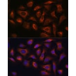 Immunofluorescence - Anti-ARF GAP 2 Antibody (A308628) - Antibodies.com
