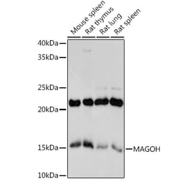 Western Blot - Anti-MAGOH Antibody [ARC2048] (A308629) - Antibodies.com