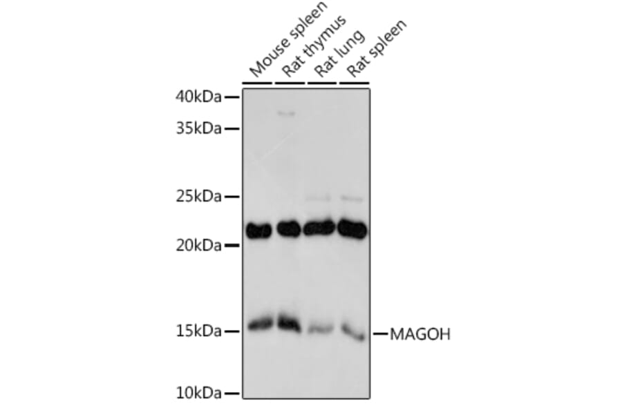 Western Blot - Anti-MAGOH Antibody [ARC2048] (A308629) - Antibodies.com