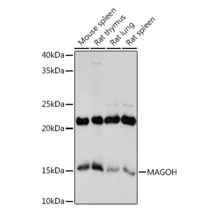 Western Blot - Anti-MAGOH Antibody [ARC2048] (A308629) - Antibodies.com