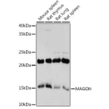 Western Blot - Anti-MAGOH Antibody [ARC2048] (A308629) - Antibodies.com