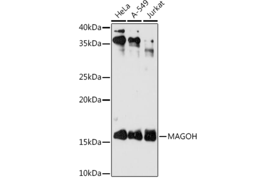 Western Blot - Anti-MAGOH Antibody [ARC2048] (A308629) - Antibodies.com