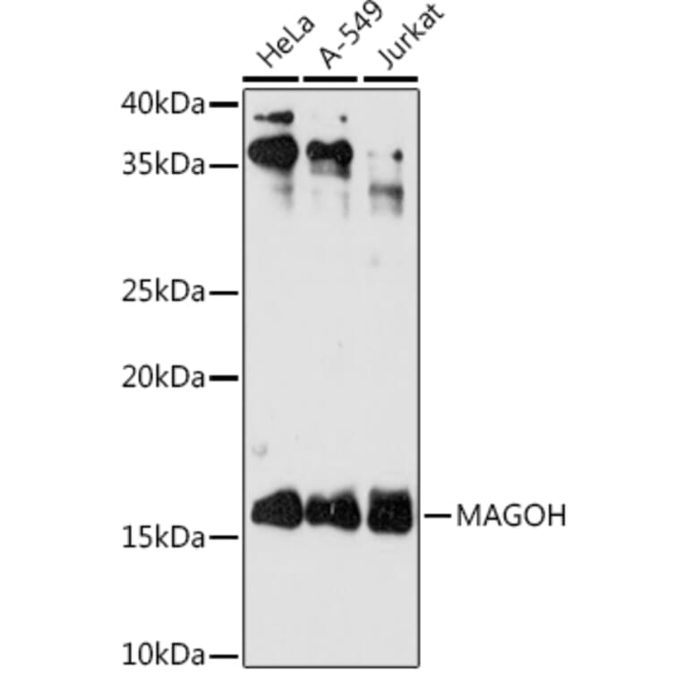 Western Blot - Anti-MAGOH Antibody [ARC2048] (A308629) - Antibodies.com