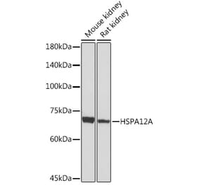Western Blot - Anti-HSPA12A Antibody (A308636) - Antibodies.com