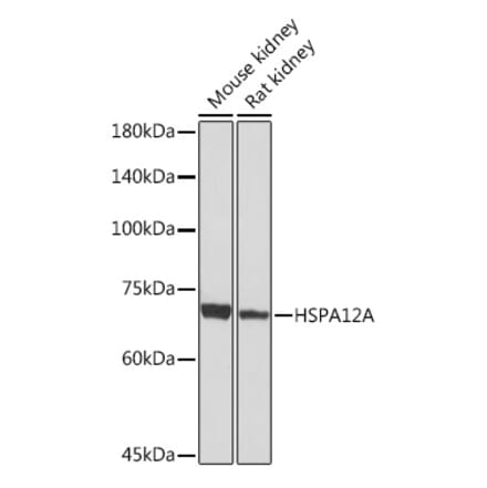 Western Blot - Anti-HSPA12A Antibody [ARC2351] (A308636) - Antibodies.com
