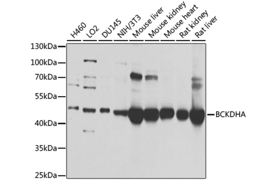 Western Blot - Anti-BCKDHA Antibody (A308637) - Antibodies.com