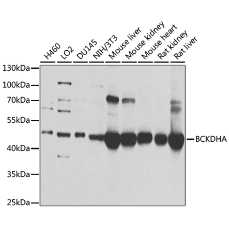 Western Blot - Anti-BCKDHA Antibody (A308637) - Antibodies.com