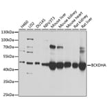Western Blot - Anti-BCKDHA Antibody (A308637) - Antibodies.com