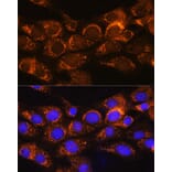 Immunofluorescence - Anti-BCKDHA Antibody (A308637) - Antibodies.com