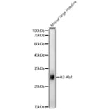 Western Blot - Anti-H2-Ab1 Antibody (A308638) - Antibodies.com
