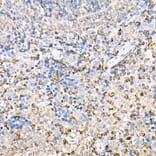 Immunohistochemistry - Anti-H2-Ab1 Antibody (A308638) - Antibodies.com
