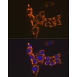 Immunofluorescence - Anti-H2-Ab1 Antibody (A308638) - Antibodies.com