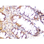 Immunohistochemistry - Anti-Clathrin heavy chain Antibody [ARC1228] (A308642) - Antibodies.com