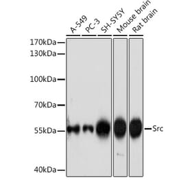 Western Blot - Anti-Src Antibody (A308644) - Antibodies.com