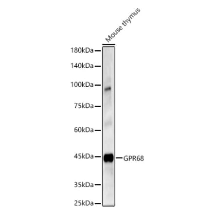 Western Blot - Anti-OGR1 Antibody (A308648) - Antibodies.com