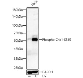 Western Blot - Anti-Chk1 (phospho Ser345) Antibody (A308650) - Antibodies.com