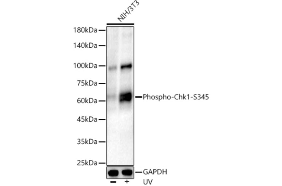 Western Blot - Anti-Chk1 (phospho Ser345) Antibody [ARC56803] (A308650) - Antibodies.com