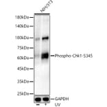 Western Blot - Anti-Chk1 (phospho Ser345) Antibody [ARC56803] (A308650) - Antibodies.com