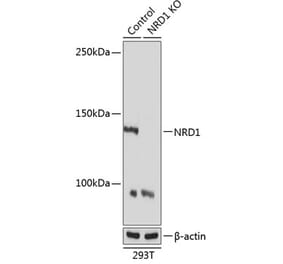 Western Blot - Anti-NRDC Antibody (A308651) - Antibodies.com