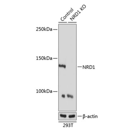 Western Blot - Anti-NRDC Antibody (A308651) - Antibodies.com
