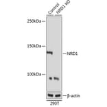 Western Blot - Anti-NRDC Antibody (A308651) - Antibodies.com