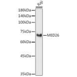 Western Blot - Anti-MED26 Antibody (A308652) - Antibodies.com