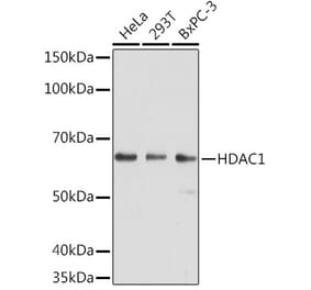 Western Blot - Anti-HDAC1 Antibody [AMC0232] (A308654) - Antibodies.com