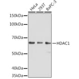 Western Blot - Anti-HDAC1 Antibody [AMC0232] (A308654) - Antibodies.com
