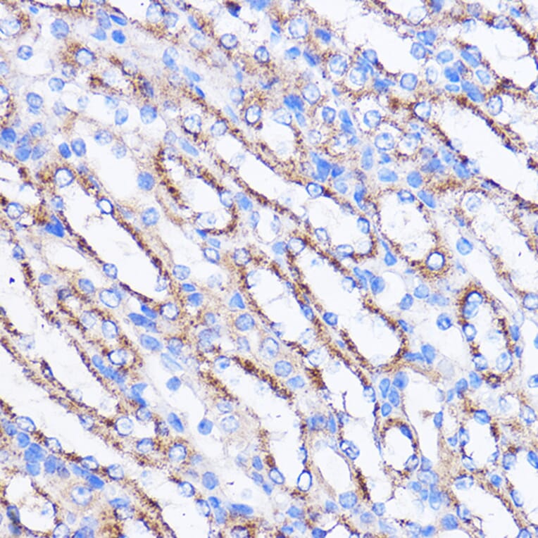 Immunohistochemistry - Anti-MIER1 Antibody (A308655) - Antibodies.com