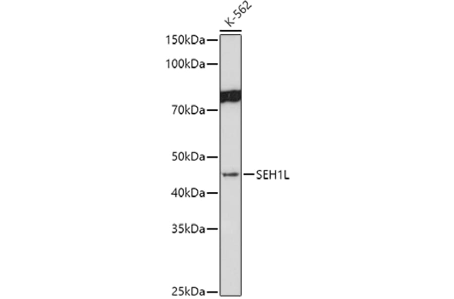 Western Blot - Anti-SEH1L Antibody (A308658) - Antibodies.com