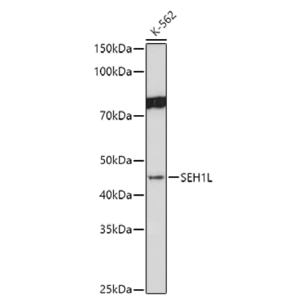 Western Blot - Anti-SEH1L Antibody (A308658) - Antibodies.com