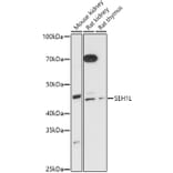 Western Blot - Anti-SEH1L Antibody (A308658) - Antibodies.com