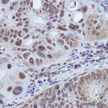 Immunohistochemistry - Anti-RBMY1A1 Antibody (A308659) - Antibodies.com